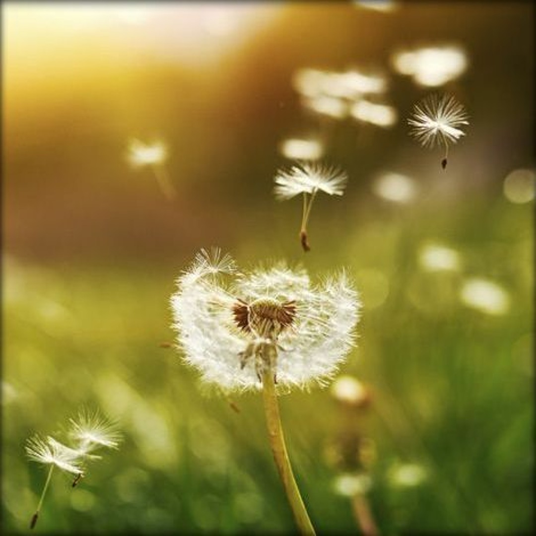 Cover von Symphonie De Fleurs